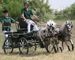 Der Kreismeistertitel für Gespannfahrer und die "Kombi" gingen in Plöwen an den einheimischen Patrick Müller mit den Ponys Karino und Mischka. Foto: Jutta Wego